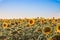 A full field of sunflowers on a bright sunny day