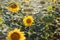 A full field of sunflowers on a bright sunny day