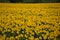 Full field of upright sunflowers in Tuscany, Italy