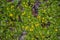 Full frame of a Aurea Golden moneywort plant lysimachia nummularia