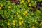 Full frame of a Aurea Golden moneywort plant lysimachia nummularia