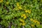 Full frame of a Aurea Golden moneywort plant lysimachia nummularia