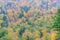 Full frame autumn treetops