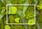 Full Frame Background of Fresh Decorative Green Plants