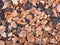 Full frame background image of brown and black fallen oak leaves on a forest floor in winter