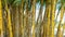 Full frame bamboo tree in yellow