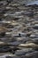 Full Frame Beach Covered in Elephant Seals in Vibrant Colors