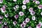 full frame of beautiful lilac African daisy flowers with green