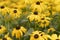 Full frame bunch of Rudbeckia Goldtrum flowers or Susan with the Pretty Eyes yellow with dark bud