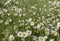 Full frame chamomile field as backdrop. Summer natural flower background