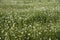 Full frame chamomile field as backdrop. Summer natural flower background
