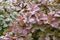 Full frame close up of foliage of dew covered Smoke Tree, Cotinus `Grace`. Leaves turning bronze in the Autumn.