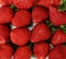 Full frame close up image of abundant lush red strawberries