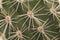 Full frame close up of prickly thorn of a green cactus