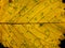 Full frame close up of a yellow autumn leaf showing veins and cells with green mottled spots