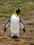 Full frame Closeup of King Penguin cleaning its chest at Volunteer Beach, Falklands, UK