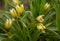 A full frame of delicate unusual tulips as a backdrop