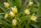 A full frame of delicate unusual tulips as a backdrop