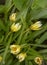 A full frame of delicate unusual tulips as a backdrop.