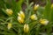 A full frame of delicate unusual tulips as a backdrop.