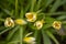 A full frame of delicate unusual tulips as a backdrop.