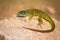 Full frame of european green lizard lying on a stone and basking in the sun