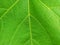 full frame of green leaves with yellowish outline. suitable for art background. The type of leaf is Hibiscus mutabilis.