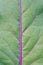 Full frame green surface of kohlrabi leaf background. Macro texture of vegetable leaf with veins.