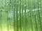 Full frame of green and yellow banana leaf with many rain drops