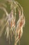 Full frame hanging spike with wild grass seeds roofing bonfire Bromus tectorum in the sun.