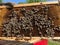 Full frame of a hive, Beekeeper holding hive frame with honeybees