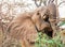 Full frame image of African elephant foraging on a thorn bush