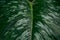 full frame image of anthurium leaf