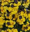 Full frame image of bright yellow erysimum flowers in springtime