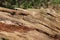 Full frame image of gnarled old weathered tree bark with grain detail