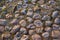 Full frame image of multicolored cobblestone with ground and green moss between stones