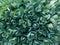 Full frame image of pale green sedum or ice plant foliage