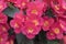 Full frame image of red blooming begonia flowers
