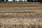 Full frame image of short cropped corn stubble after harvesting