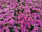 Full frame image of small variegated pink flowers showing petal detail