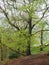 a full frame image of a tall old beech tree in spring with bright green leaves against dark twisted branches in a woodland setting