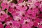 Full frame image of vivid pink and white streptocarpus flowers