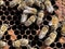 Full frame macrophotography of a hive, holding hive frame with honeybees