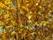 Full frame of many golden yellow leaves on rich tree branches found in forest in the nature during autumn fall