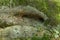 Full frame of a mossy rock in the Przadki Spinners nature reserve