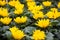 Full frame nature background of yellow flowers