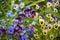 Full frame pansies as a backdrop. Floral bright background