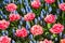 Full frame of red, pink rose tulips mixed with light blue bellevalias