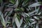 full frame shoot of Never Never Plant/ Clenanthe Oppenheimiana E.Morren/ Tricolor/ Marantaceae Background