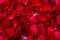 Full frame shot of fresh aromatic fragile red rose petals, closeup of scented flowers